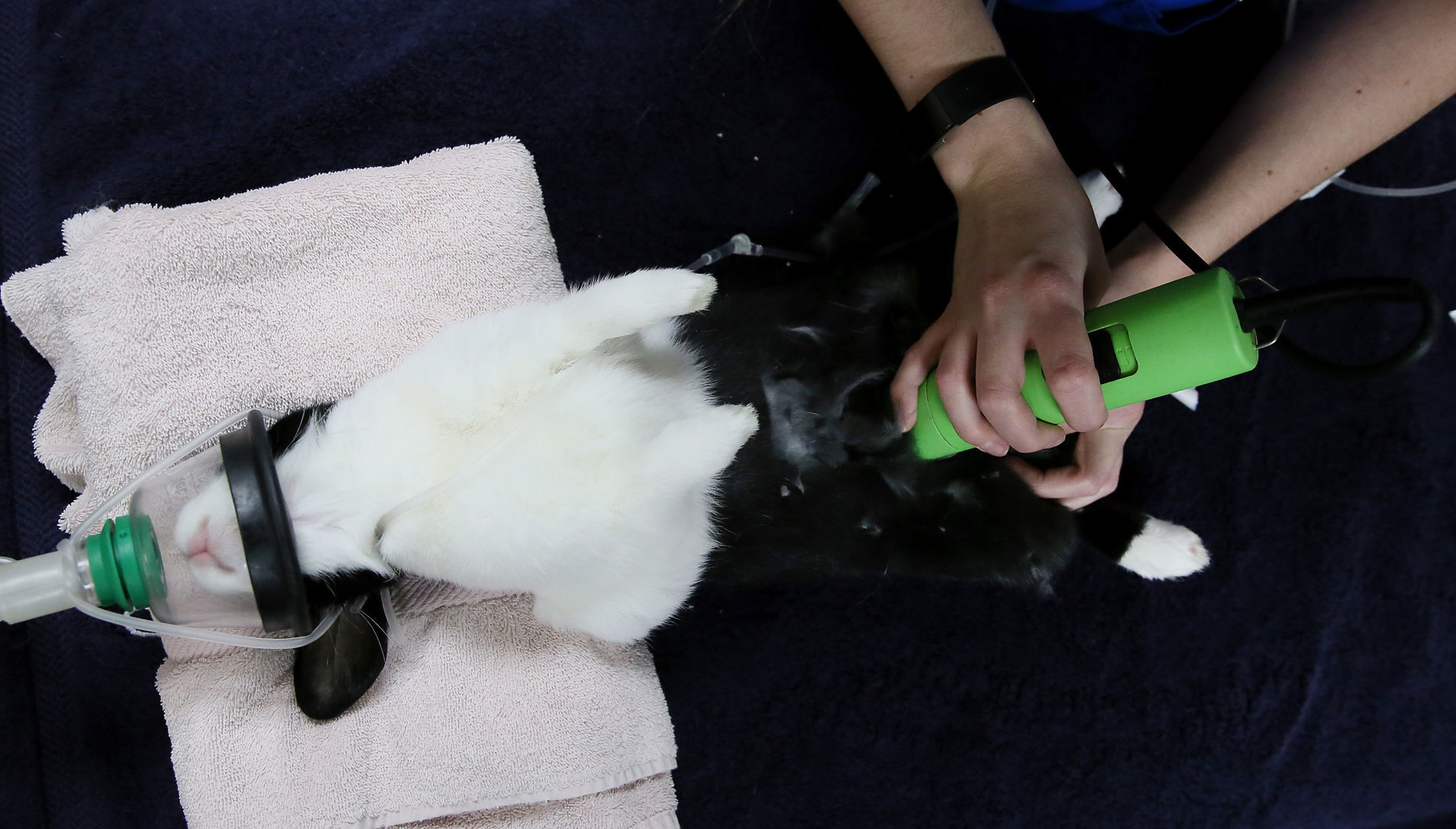 022419-qct-fea-spayday-002